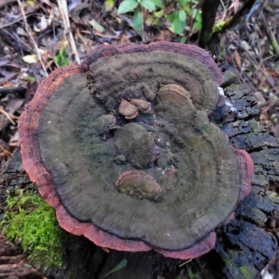 Unidentified Fungus at Paddys River, ACT - 22 Jun 2022 by JohnBundock