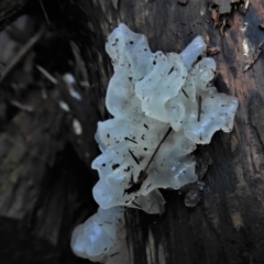 Tremella fuciformis (Snow Fungus) at Tidbinbilla Nature Reserve - 22 Jun 2022 by JohnBundock