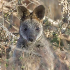 Wallabia bicolor (Swamp Wallaby) at Stromlo, ACT - 24 Jun 2022 by angelb