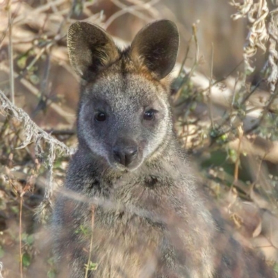 Wallabia bicolor (Swamp Wallaby) at Stromlo, ACT - 24 Jun 2022 by angelb