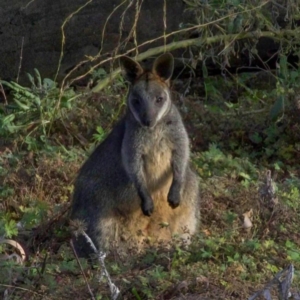 Wallabia bicolor at Stromlo, ACT - 24 Jun 2022