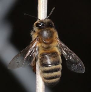 Apis mellifera at Acton, ACT - 24 Jun 2022 12:58 PM