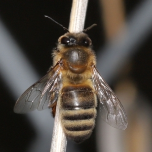 Apis mellifera at Acton, ACT - 24 Jun 2022 12:58 PM