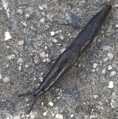 Deroceras sp. (genus) (A Slug or Snail) at Phillip, ACT - 20 Jun 2022 by Tapirlord