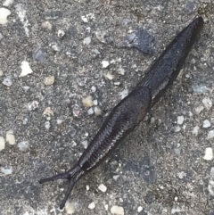 Deroceras sp. (genus) at Phillip, ACT - 20 Jun 2022