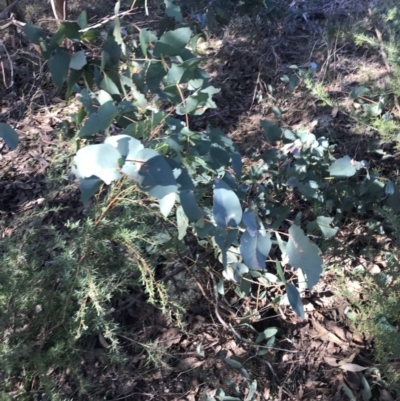 Eucalyptus dives (Broad-leaved Peppermint) at Paddys River, ACT - 19 Jun 2022 by Tapirlord