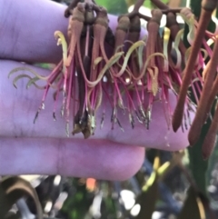 Amyema miquelii (Box Mistletoe) at Paddys River, ACT - 19 Jun 2022 by Tapirlord