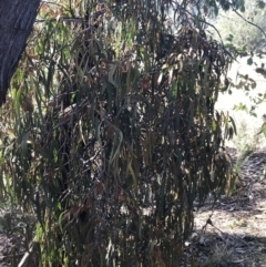 Amyema miquelii at Paddys River, ACT - 19 Jun 2022