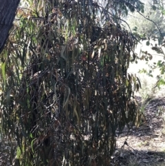 Amyema miquelii at Paddys River, ACT - 19 Jun 2022