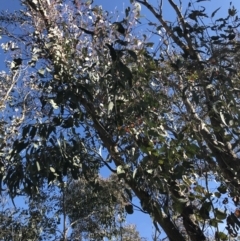 Eucalyptus nortonii (Large-flowered Bundy) at Paddys River, ACT - 19 Jun 2022 by Tapirlord