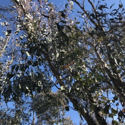 Eucalyptus nortonii (Large-flowered Bundy) at Paddys River, ACT - 19 Jun 2022 by Tapirlord