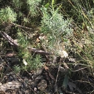 Pimelea treyvaudii at Paddys River, ACT - 19 Jun 2022