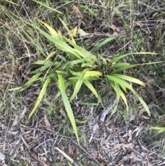 Dianella tasmanica (Tasman Flax Lily) at Paddys River, ACT - 19 Jun 2022 by Tapirlord