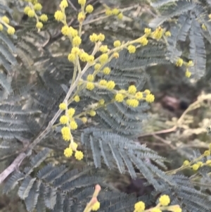 Acacia dealbata subsp. subalpina at Paddys River, ACT - 19 Jun 2022