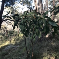 Acacia falciformis at Paddys River, ACT - 19 Jun 2022