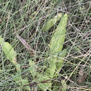 Viola betonicifolia subsp. betonicifolia at Paddys River, ACT - 19 Jun 2022 12:57 PM