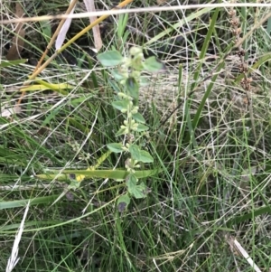 Mentha diemenica at Paddys River, ACT - 19 Jun 2022