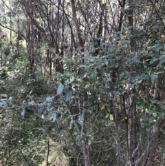 Pomaderris betulina subsp. actensis (Canberra Pomaderris) at Paddys River, ACT - 19 Jun 2022 by Tapirlord