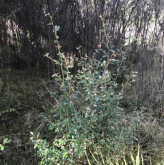 Pomaderris betulina subsp. actensis at Paddys River, ACT - 19 Jun 2022