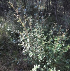 Pomaderris betulina subsp. actensis at Paddys River, ACT - 19 Jun 2022