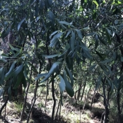 Acacia melanoxylon at Paddys River, ACT - 19 Jun 2022