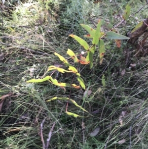 Eucalyptus viminalis at Paddys River, ACT - 19 Jun 2022