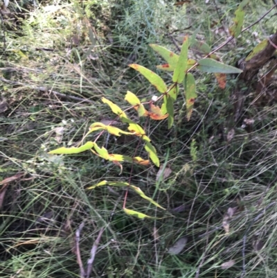 Eucalyptus viminalis (Ribbon Gum) at Paddys River, ACT - 19 Jun 2022 by Tapirlord