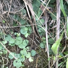 Corysanthes sp. (A Helmet Orchid) at Paddys River, ACT by Tapirlord