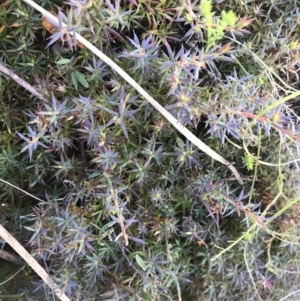 Astroloma humifusum at Paddys River, ACT - 19 Jun 2022