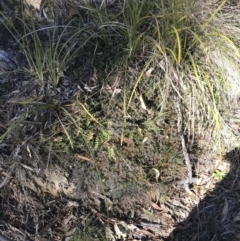 Astroloma humifusum at Paddys River, ACT - 19 Jun 2022