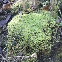 Bartramiaceae at Paddys River, ACT - 19 Jun 2022