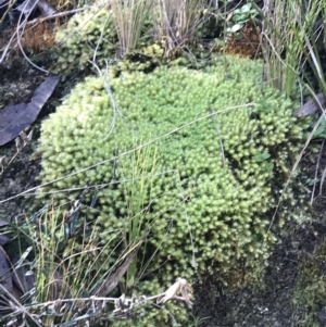 Bartramiaceae at Paddys River, ACT - 19 Jun 2022