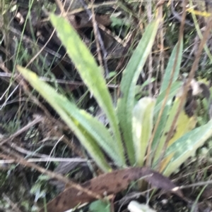 Plantago gaudichaudii at Paddys River, ACT - 19 Jun 2022