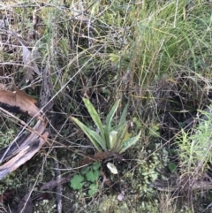 Plantago gaudichaudii at Paddys River, ACT - 19 Jun 2022