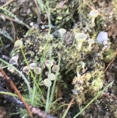 Cladonia sp. (genus) (Cup Lichen) at Tidbinbilla Nature Reserve - 19 Jun 2022 by Tapirlord