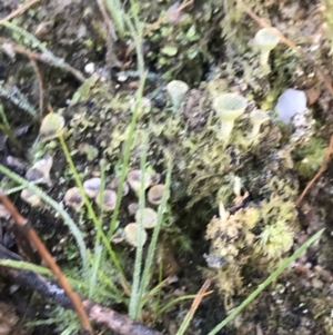 Cladonia sp. (genus) at Paddys River, ACT - 19 Jun 2022