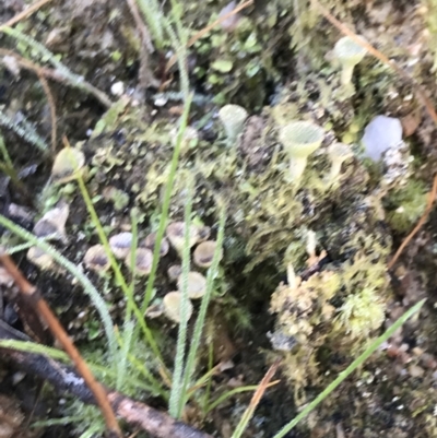 Cladonia sp. (genus) (Cup Lichen) at Tidbinbilla Nature Reserve - 19 Jun 2022 by Tapirlord