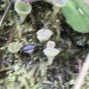 Cladonia sp. (genus) at Paddys River, ACT - 19 Jun 2022