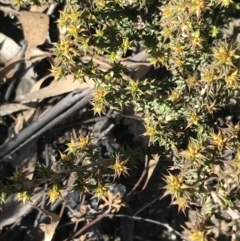 Pultenaea procumbens (Bush Pea) at Paddys River, ACT - 19 Jun 2022 by Tapirlord