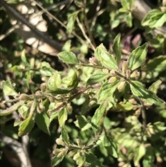 Mentha diemenica at Paddys River, ACT - 19 Jun 2022