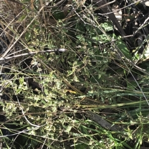 Mentha diemenica at Paddys River, ACT - 19 Jun 2022