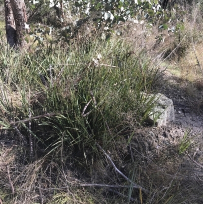 Dianella revoluta var. revoluta (Black-Anther Flax Lily) at Paddys River, ACT - 19 Jun 2022 by Tapirlord