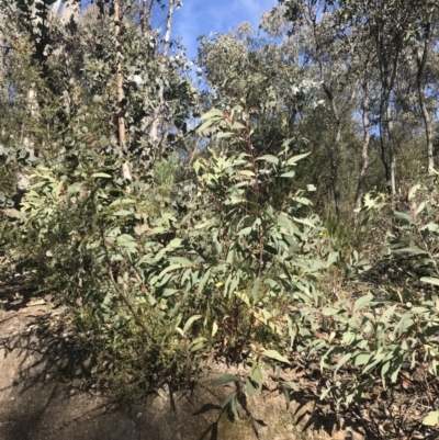 Acacia falciformis (Broad-leaved Hickory) at Paddys River, ACT - 19 Jun 2022 by Tapirlord