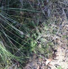 Persoonia chamaepeuce at Paddys River, ACT - 19 Jun 2022 12:00 PM