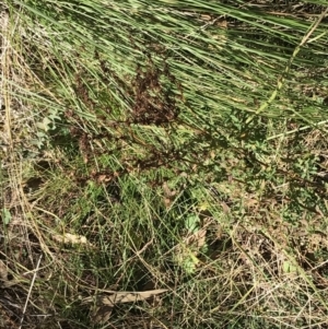 Hypericum perforatum at Paddys River, ACT - 19 Jun 2022