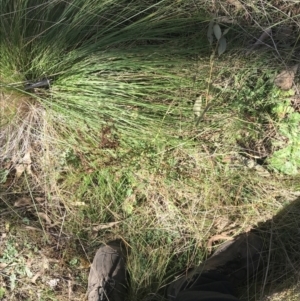 Hypericum perforatum at Paddys River, ACT - 19 Jun 2022