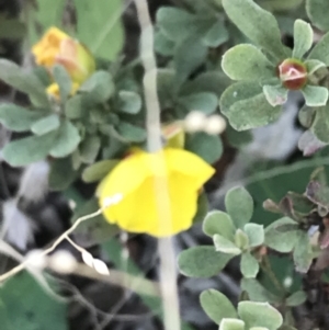 Hibbertia obtusifolia at Paddys River, ACT - 19 Jun 2022