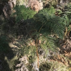 Pteridium esculentum (Bracken) at Paddys River, ACT - 19 Jun 2022 by Tapirlord