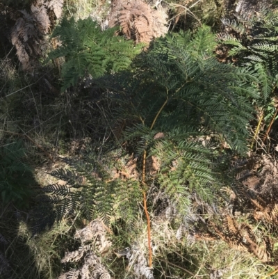 Pteridium esculentum (Bracken) at Tidbinbilla Nature Reserve - 19 Jun 2022 by Tapirlord