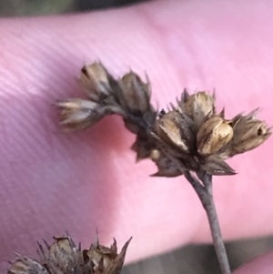 Juncus vaginatus at Paddys River, ACT - 19 Jun 2022